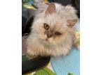 Adopt Carly a White (Mostly) Persian (long coat) cat in Soddy- Daisy