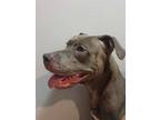 Adopt Nyla a Gray/Blue/Silver/Salt & Pepper American Pit Bull Terrier / Mixed