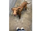 Adopt Pen #4 a Brown/Chocolate Labrador Retriever / Mixed Breed (Medium) dog in