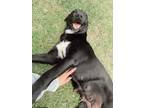 Adopt Pen #7 a Black - with White Labrador Retriever / Mixed Breed (Medium) dog