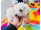 Adopt Stanley a White Poodle (Miniature) / Mixed dog in Creston, CA (38572144)