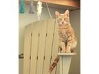Adopt Static a Orange or Red Tabby Tabby (short coat) cat in Torrey