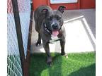 Adopt Dorothy a Gray/Silver/Salt & Pepper - with White Pit Bull Terrier / Mixed