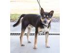 Adopt Nick a Black - with Tan, Yellow or Fawn German Shepherd Dog / Mixed dog in