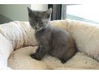Adopt Danya a Gray or Blue American Shorthair (medium coat) cat in Torrey