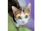 Adopt Liza a Calico or Dilute Calico Calico (short coat) cat in Anna