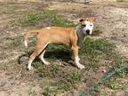 Adopt Evie a Tan/Yellow/Fawn - with White Pit Bull Terrier / Mixed dog in