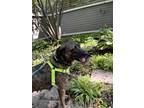 Adopt Leaf a Brindle Treeing Walker Coonhound / Labrador Retriever / Mixed dog