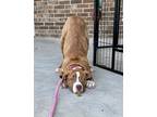 Adopt Xena a Tan/Yellow/Fawn Pit Bull Terrier / Mixed dog in Lexington