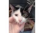 Adopt Princesse a White Domestic Shorthair / Domestic Shorthair / Mixed cat in