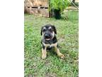 Adopt GSD Puppies a Black - with Tan, Yellow or Fawn German Shepherd Dog / Mixed