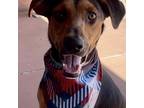 Adopt Winston a Black Doberman Pinscher / Shepherd (Unknown Type) / Mixed dog in