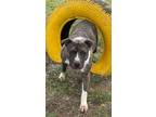 Adopt Lilyanna a Brindle - with White Pit Bull Terrier / Mixed dog in Lexington