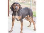 Adopt Kason a Brown/Chocolate Bluetick Coonhound / Hound (Unknown Type) / Mixed
