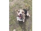 Adopt Roxeanne a Brindle - with White Terrier (Unknown Type