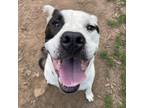 Adopt Hercules a Black Pit Bull Terrier / Mixed dog in Lynchburg, VA (38581529)