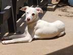 Adopt Kiki a White - with Brown or Chocolate Terrier (Unknown Type