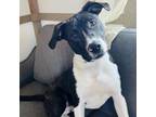 Adopt Sweet Pea a Brindle Labrador Retriever / Mixed dog in Green Bay