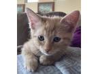 Adopt Luna a Tiger Striped American Shorthair (short coat) cat in Merced