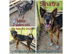 Adopt Sinatra a Brown/Chocolate Husky / Mixed Breed (Medium) / Mixed dog in