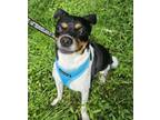 Adopt Booker Boo a Tricolor (Tan/Brown & Black & White) Fox Terrier (Smooth) /