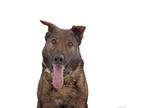 Adopt Eurkel a Black German Shepherd Dog / Mixed dog in Los Angeles