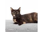 Adopt Becky a Tortoiseshell Domestic Shorthair / Mixed cat in Los Angeles