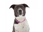 Adopt Polly Shelby a Black Border Collie / Great Pyrenees / Mixed dog in Los