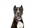 Adopt Draco a Black American Staffordshire Terrier / Mixed dog in Los Angeles