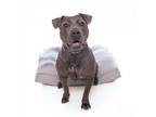 Adopt Pye a Gray/Silver/Salt & Pepper - with Black American Pit Bull Terrier /