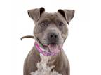 Adopt England a Gray/Silver/Salt & Pepper - with Black American Pit Bull Terrier