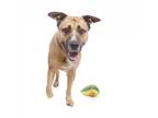Adopt Zuko a Tan/Yellow/Fawn Belgian Malinois / Mixed dog in Los Angeles