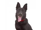 Adopt Whiskey a Black German Shepherd Dog / Mixed dog in Los Angeles