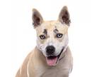 Adopt Bonny a Tan/Yellow/Fawn Husky / American Staffordshire Terrier / Mixed dog