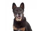 Adopt Willy a Black German Shepherd Dog / Mixed dog in Los Angeles