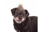 Adopt Abba a Black Terrier (Unknown Type, Small) / Mixed dog in Los Angeles