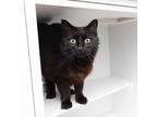 Adopt Matsu a All Black Domestic Longhair / Mixed cat in Los Angeles