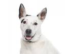 Adopt Magnus a White - with Tan, Yellow or Fawn Australian Cattle Dog /