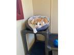 Adopt Spam a Orange or Red Domestic Shorthair / Domestic Shorthair / Mixed cat