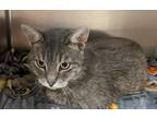 Adopt Slash a Gray or Blue Domestic Mediumhair / Domestic Shorthair / Mixed cat