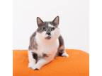 Adopt Yesenia a Gray or Blue Domestic Shorthair / Mixed cat in Los Angeles