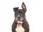 Adopt Lila a Black American Staffordshire Terrier / Mixed dog in Los Angeles
