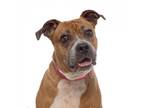 Adopt Maggie Mae a Brown/Chocolate American Staffordshire Terrier / Mixed dog in