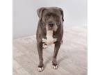 Adopt Daisy a Gray/Silver/Salt & Pepper - with Black American Staffordshire