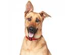 Adopt Belle a Tan/Yellow/Fawn German Shepherd Dog / Mixed dog in Los Angeles