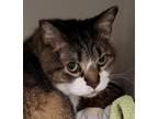 Adopt Lilly a Brown or Chocolate Domestic Shorthair / Domestic Shorthair / Mixed