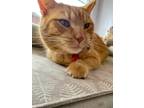 Adopt Velveeta a Orange or Red Domestic Shorthair / Domestic Shorthair / Mixed