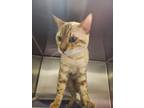 Adopt Rory a Orange or Red Bengal / Domestic Shorthair / Mixed cat in Everett