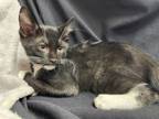 Adopt Meeny a All Black Domestic Shorthair / Domestic Shorthair / Mixed cat in