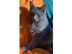 Adopt Miney a Gray or Blue Domestic Shorthair / Domestic Shorthair / Mixed cat
